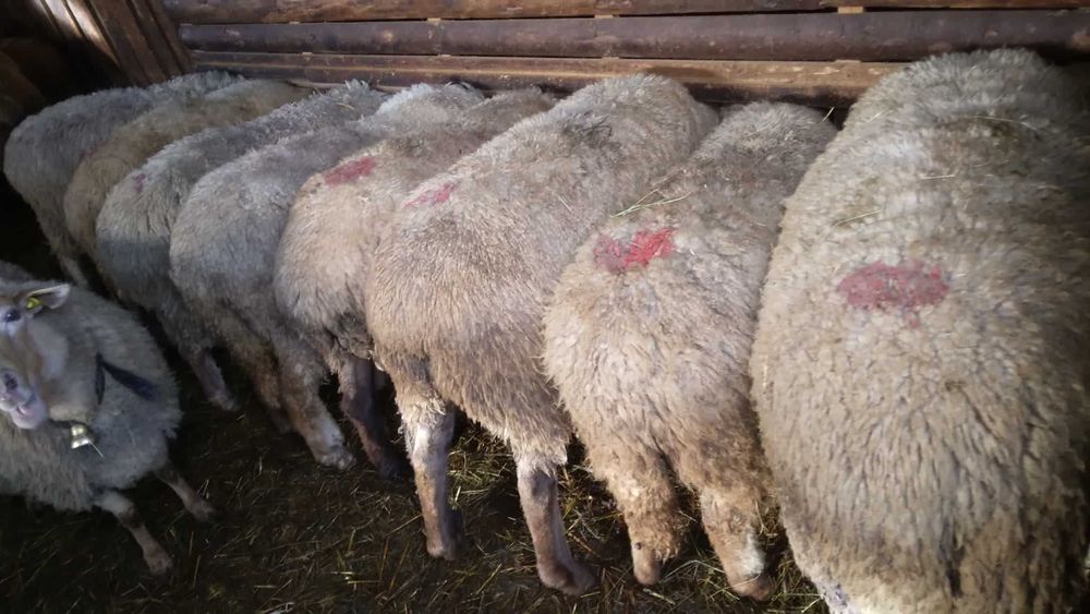 Oi si berbeci de vanzare