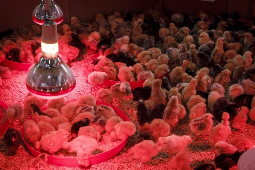 Инфракрасная лампа для цыплят!