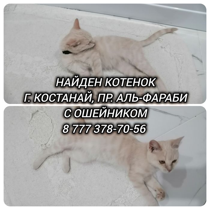 Найден котенок. Отдам старым или новым хозяевам