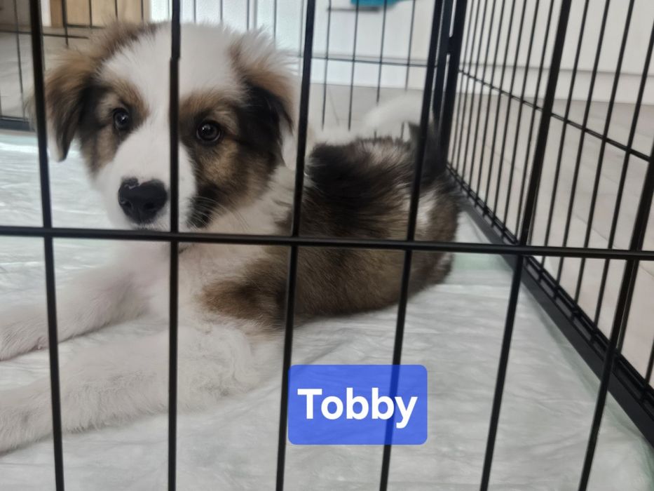 Кученца за осиновяване