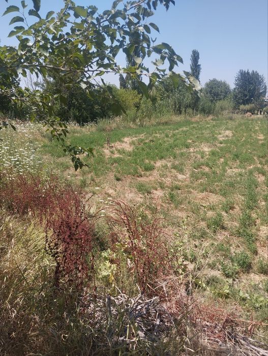 1 сотик $650 очик майдон 30 сотик сотилади