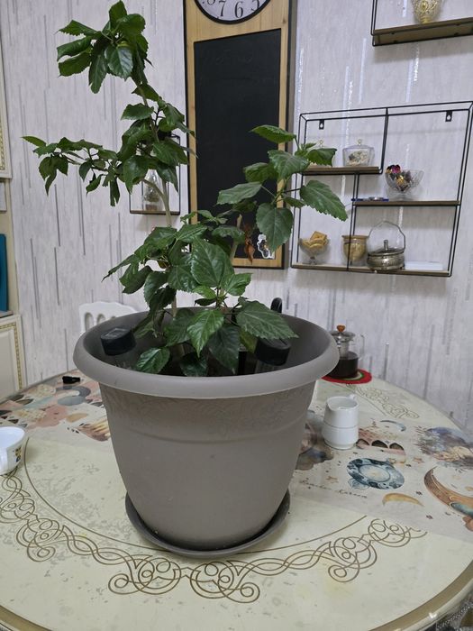 Роза в большом горшке