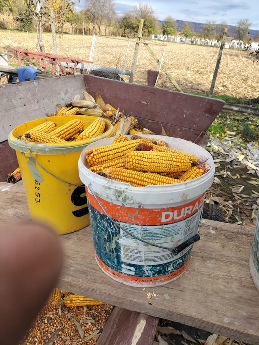 Vând mălai pe stiulet