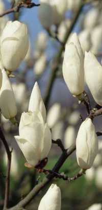 Magnolie superba albă