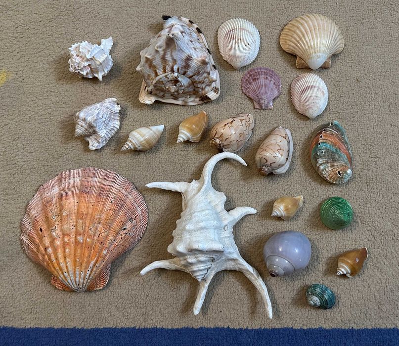 Различные Морские Ракушки