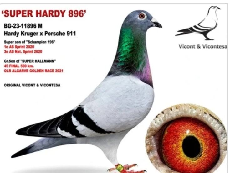 Спортни гълъби.