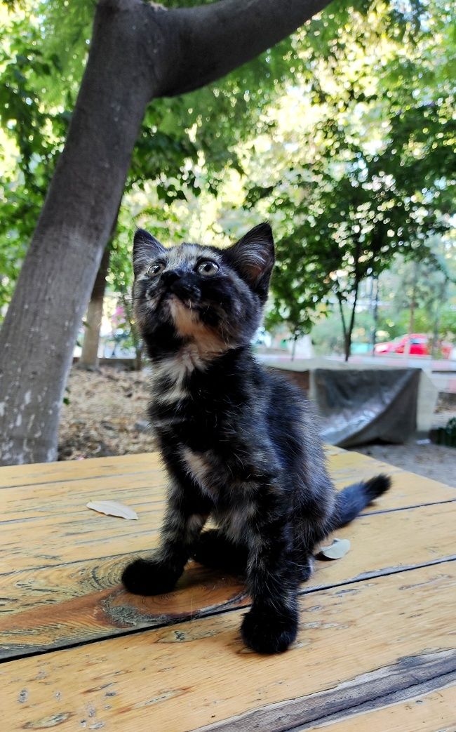 Котёнок черепашка