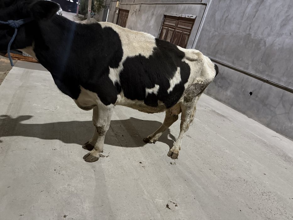 Sigir sotiladi soglom suti bor 4-5 bor orta yosh