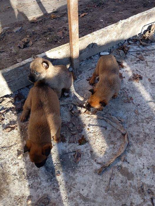 Белгийски овчарки