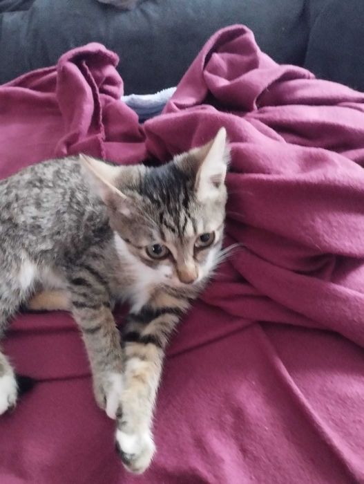 Donez 2 pisoi frumosi, sanatosi jucausi, rasa comuna