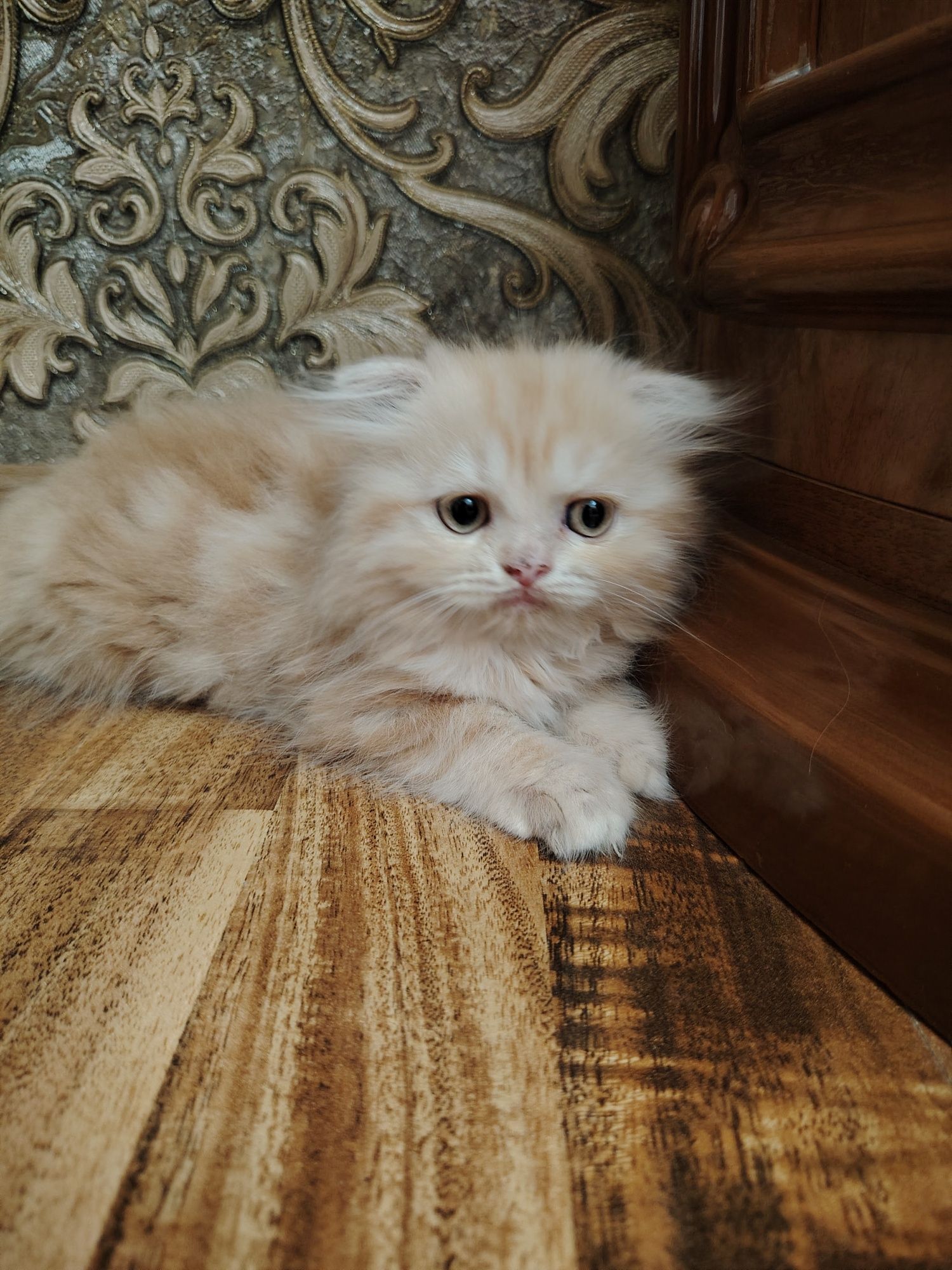 Продаётся котёнок хайленд скотиш фолд