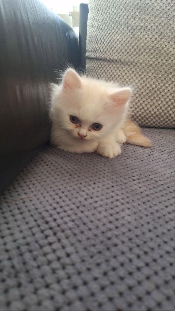 Продавам мъжко персийско коте