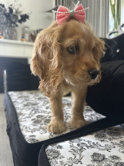 Cocker Spaniel – 2 luni, 2 vaccinuri, 2 deparazitări