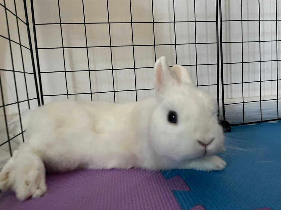 Декоративно зайче