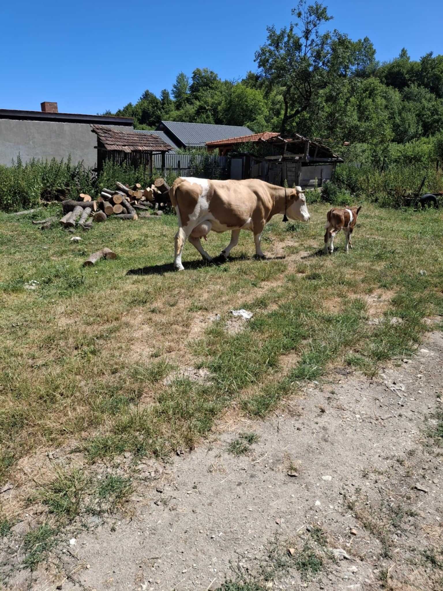 Vând vaca de 9 ani cu vițel lângă ea