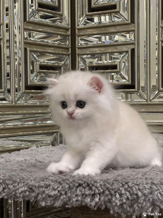 Котята мушук боласи