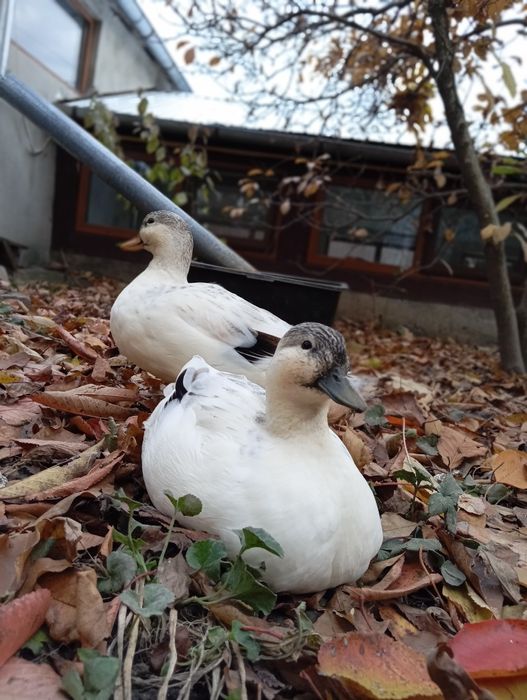 2 rățuște+ 1 rățoi