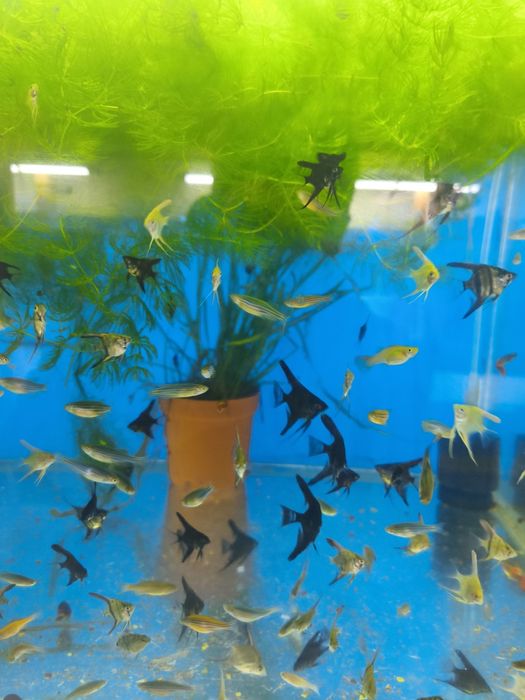 Skalari baliklar sotiladi