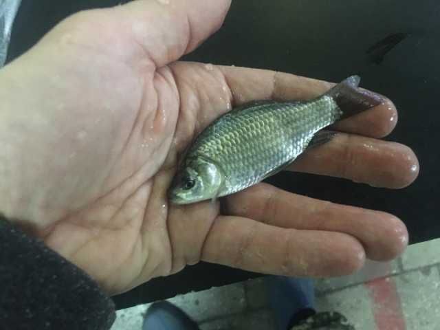 Живец в наличии в большом количестве карась