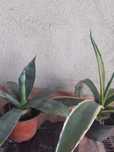 Agave verde cu galben și verde simplu