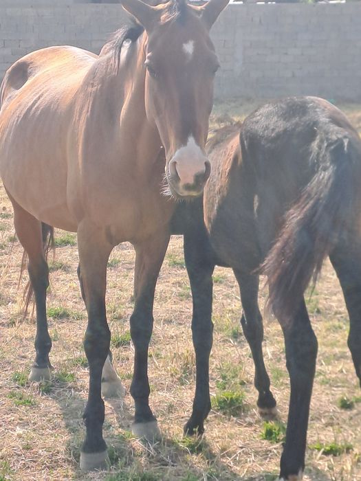 Прадам кабыла Ахилтеке