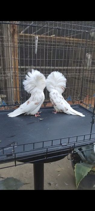 Porumbei gulerati (maria stuart)