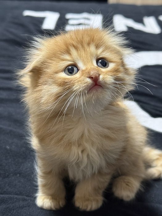 Скотиш фолд и страйт 2 месяца мальчики