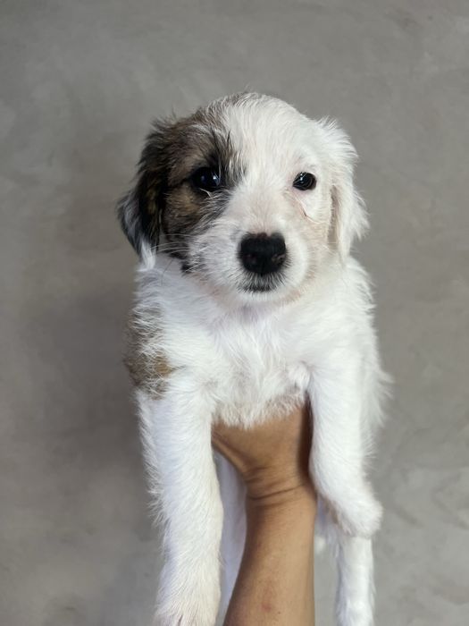 Породистые джек рассел щенки