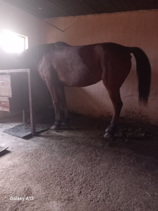 Vând iapa și armăsar