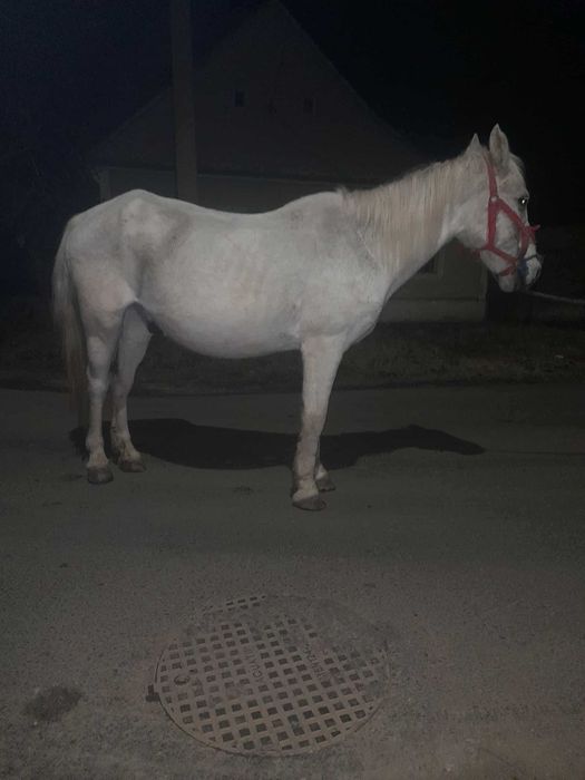 Vând cal castrat bun de căruță