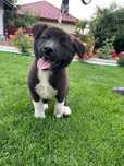 Pui Akita American