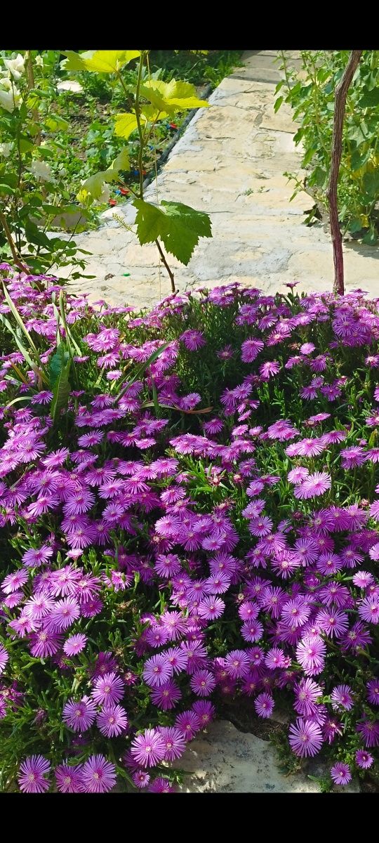 Вечнозелена Делосперма/ Delosperma Cooperi table mountain/