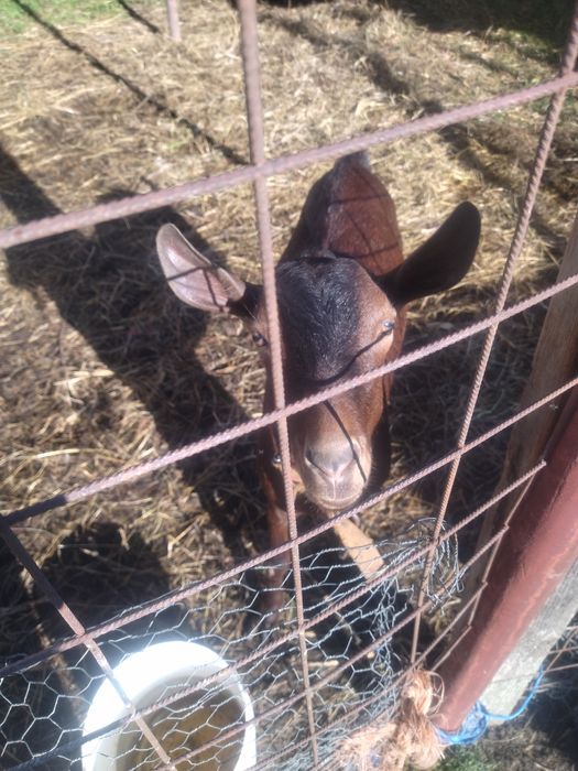 Țap rasă mursiano ganadina proveniență Spania