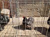 Gaini cochinchina pitic, brahma pitic, wyandotte pitic, sussex, etc