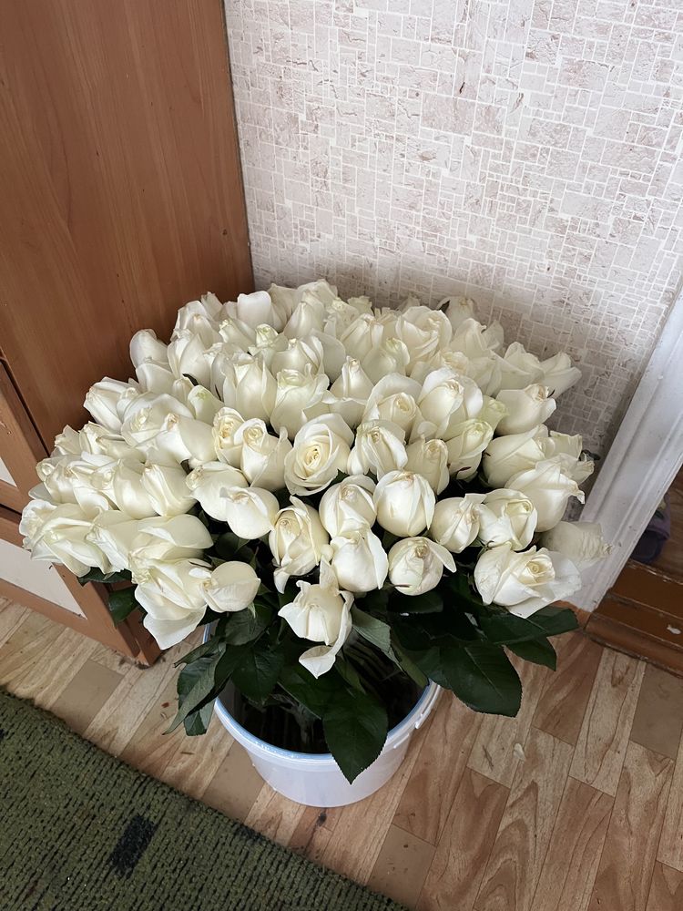 Белые 1001 роза  Гарантия