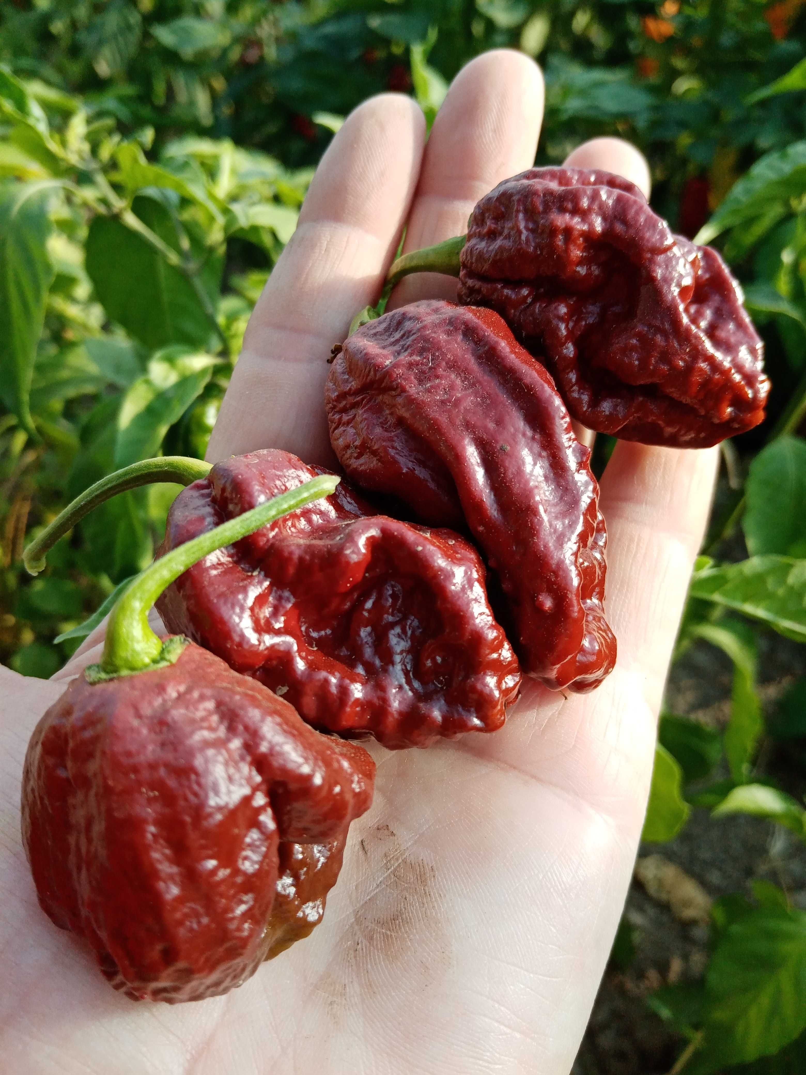 seminte ardei iuti ( carolina reaper, aji charapita, bhut jolokia )