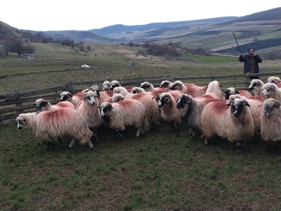 Vând 60 de oi tinere