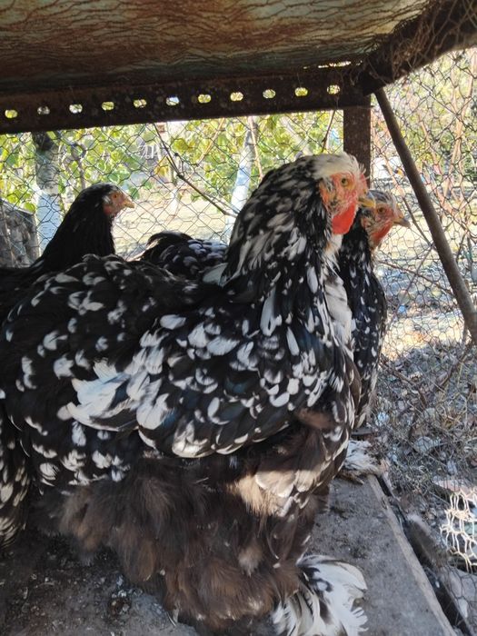 Gaini si pui Cochinchina urias negru bobat