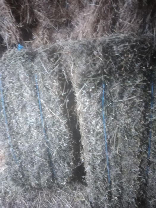 Vand baloti mici de trifoi