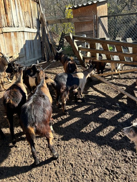 5 Capre și 5 Țapi de vânzare