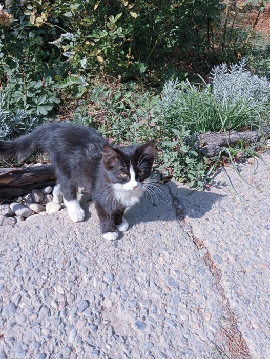 Продается шикарный котик