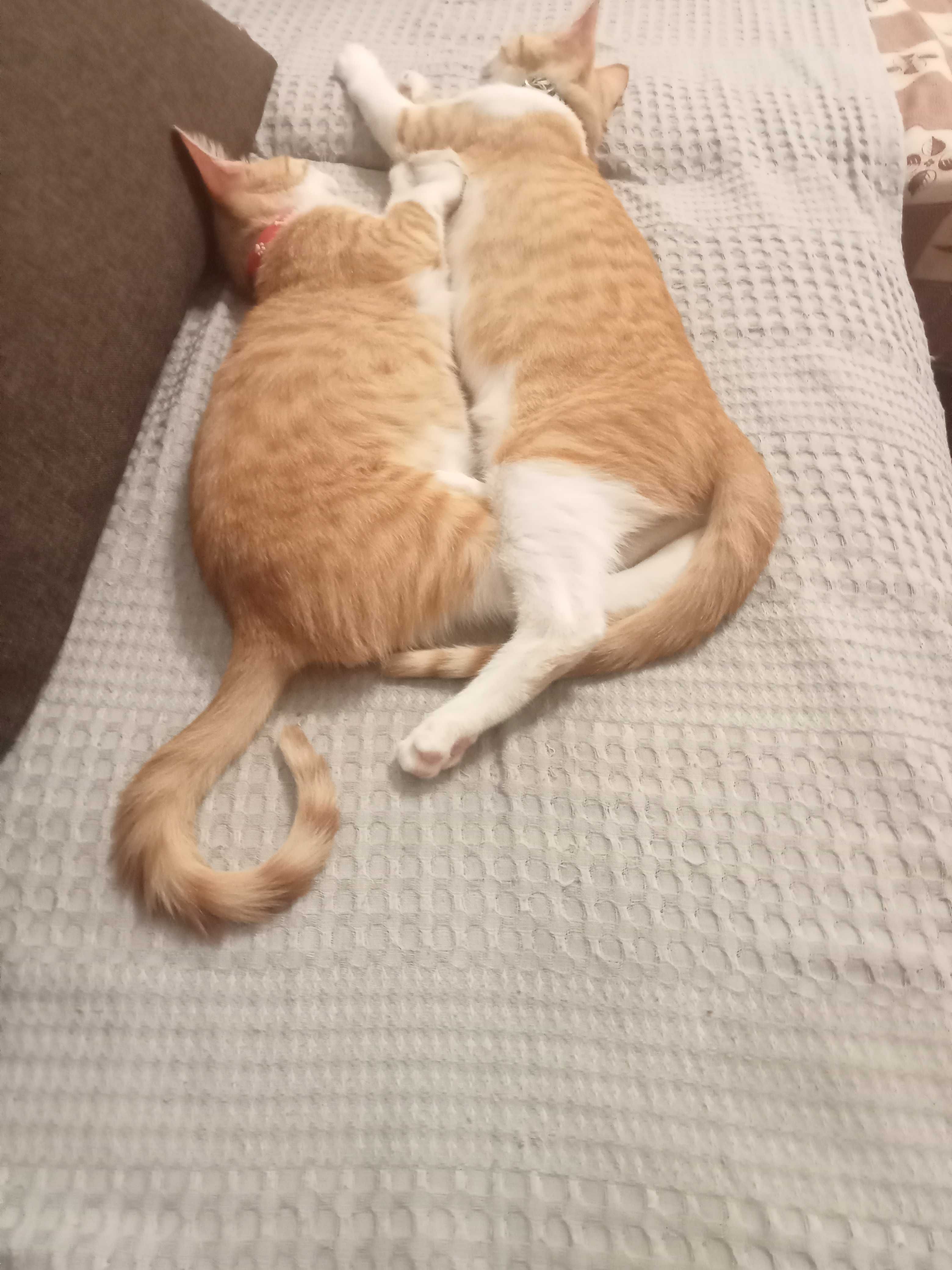 Pisoi spre donatie