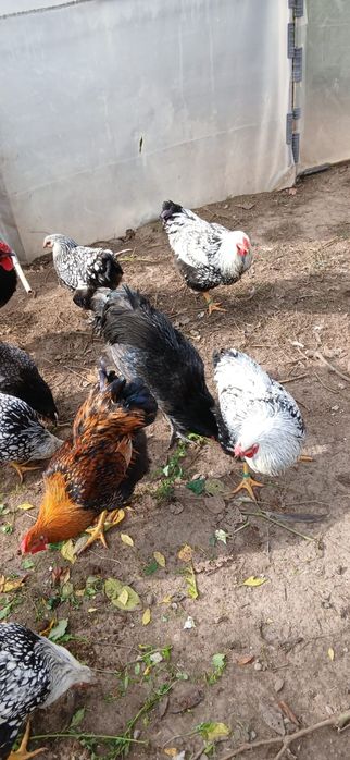 Găini  Wyandotte/AUSTROLOP