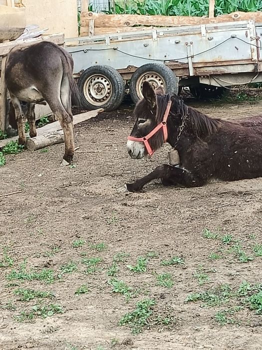 Vind doi măgari 1 an respectiv 2ani merg cuoile/