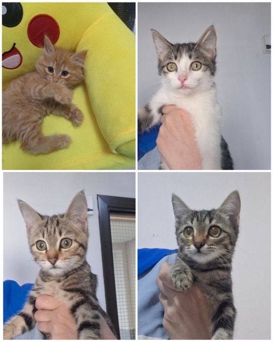 Котята ищут дом и семьи!