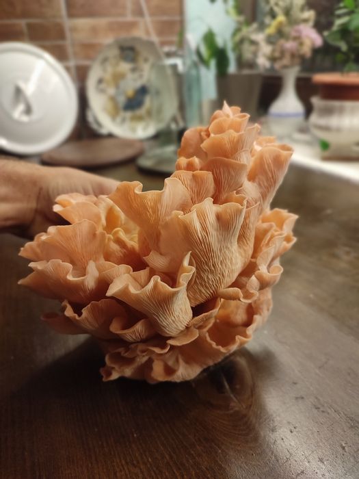 Ciuperci Pleurotus Roz (Flamingo)