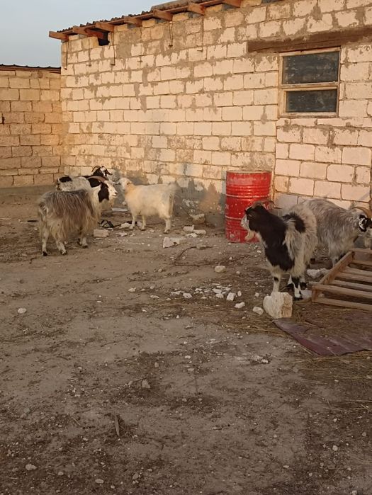 Осы жемде турган ешкилер сатылады