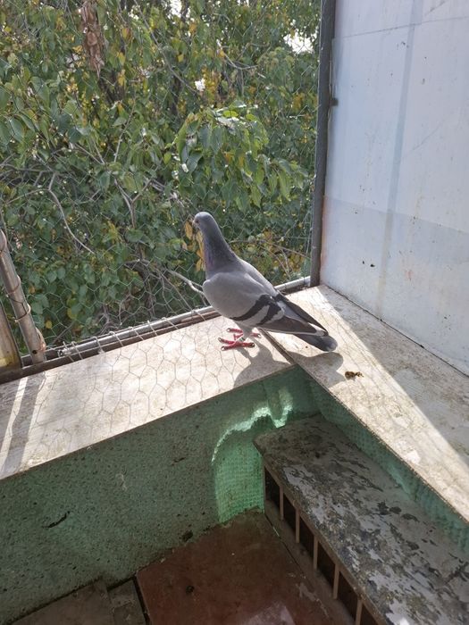 Vând porumbei voiajori sport