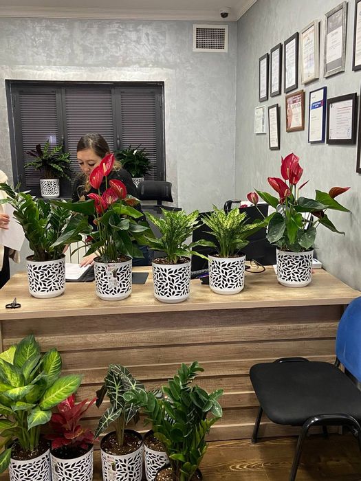 Offis va ishxonalar uchun gullar