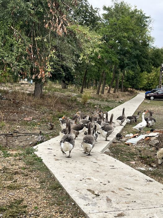 Vand gaste tinere de anul acesta